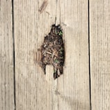 A wooden deck with a noticeable hole revealing soil and small green plants growing in the gap. The surrounding wood appears weathered and worn.