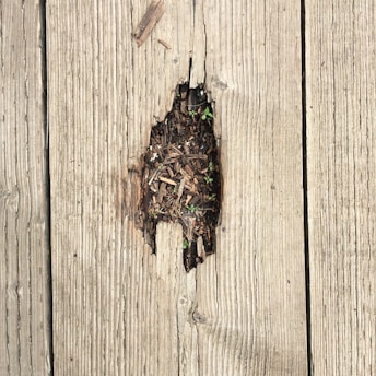 A wooden deck with a noticeable hole revealing soil and small green plants growing in the gap. The surrounding wood appears weathered and worn.
