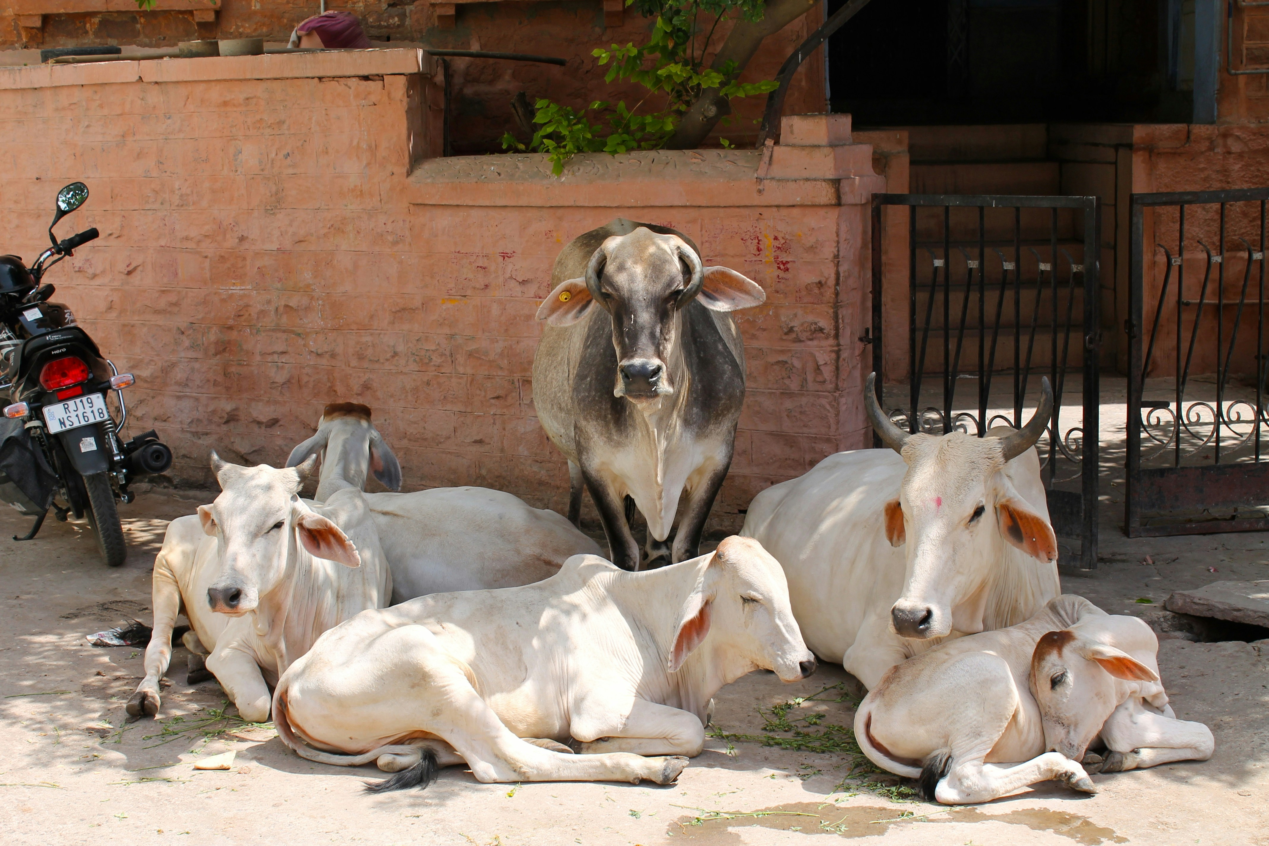 Free Unsplash photo from Leonardo Maciel