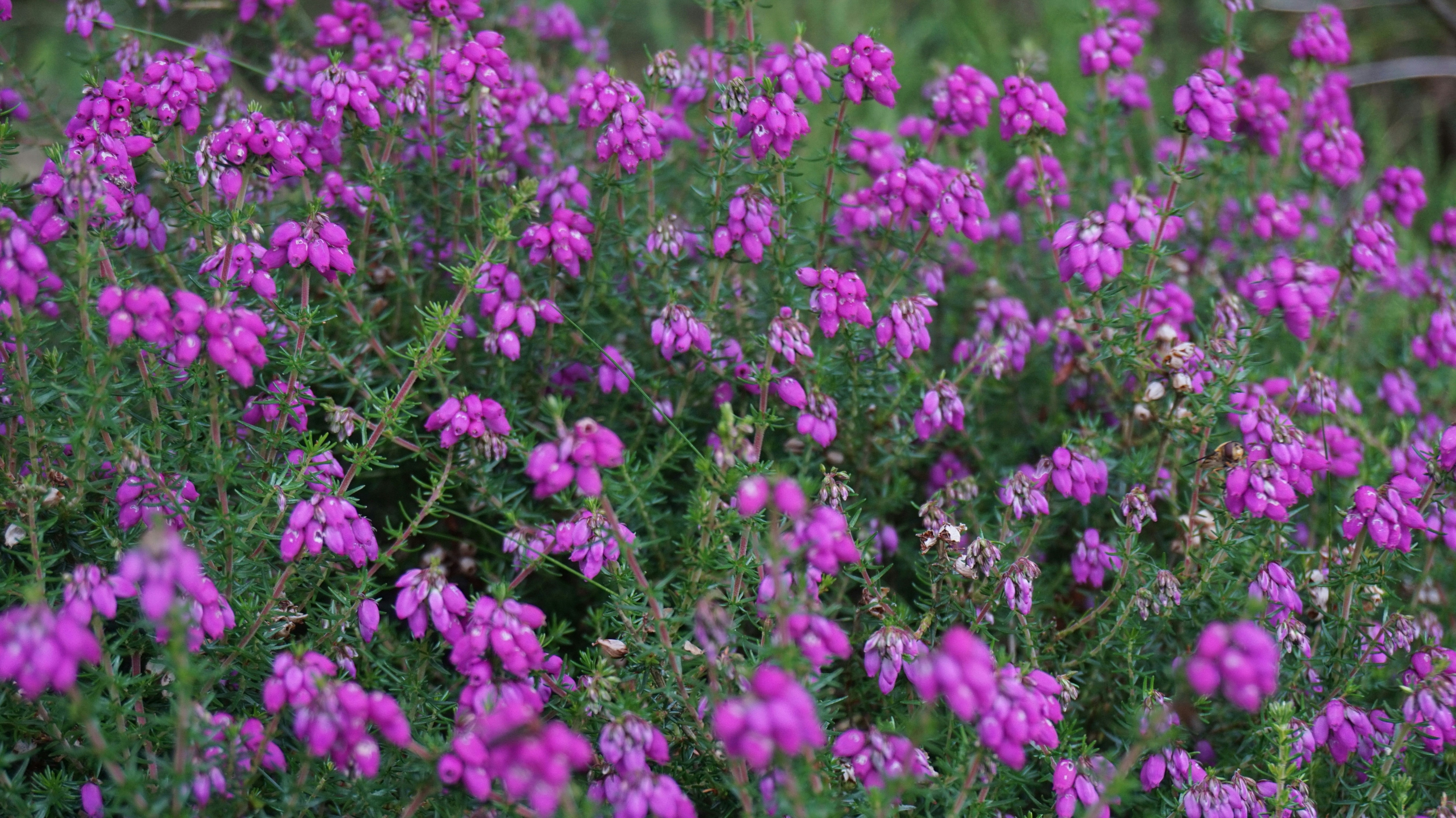 Free Unsplash photo from laura marshall