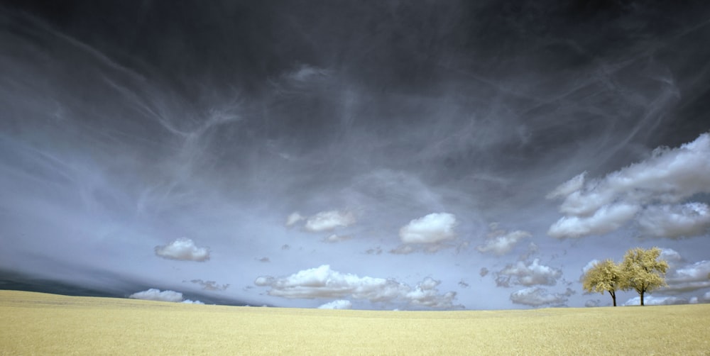 two yellow leafed trees under cloudy sky