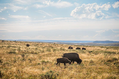 A friendly guide pointing out a distant herd of bison in Yellowstone's vast grasslands under a bright blue sky.