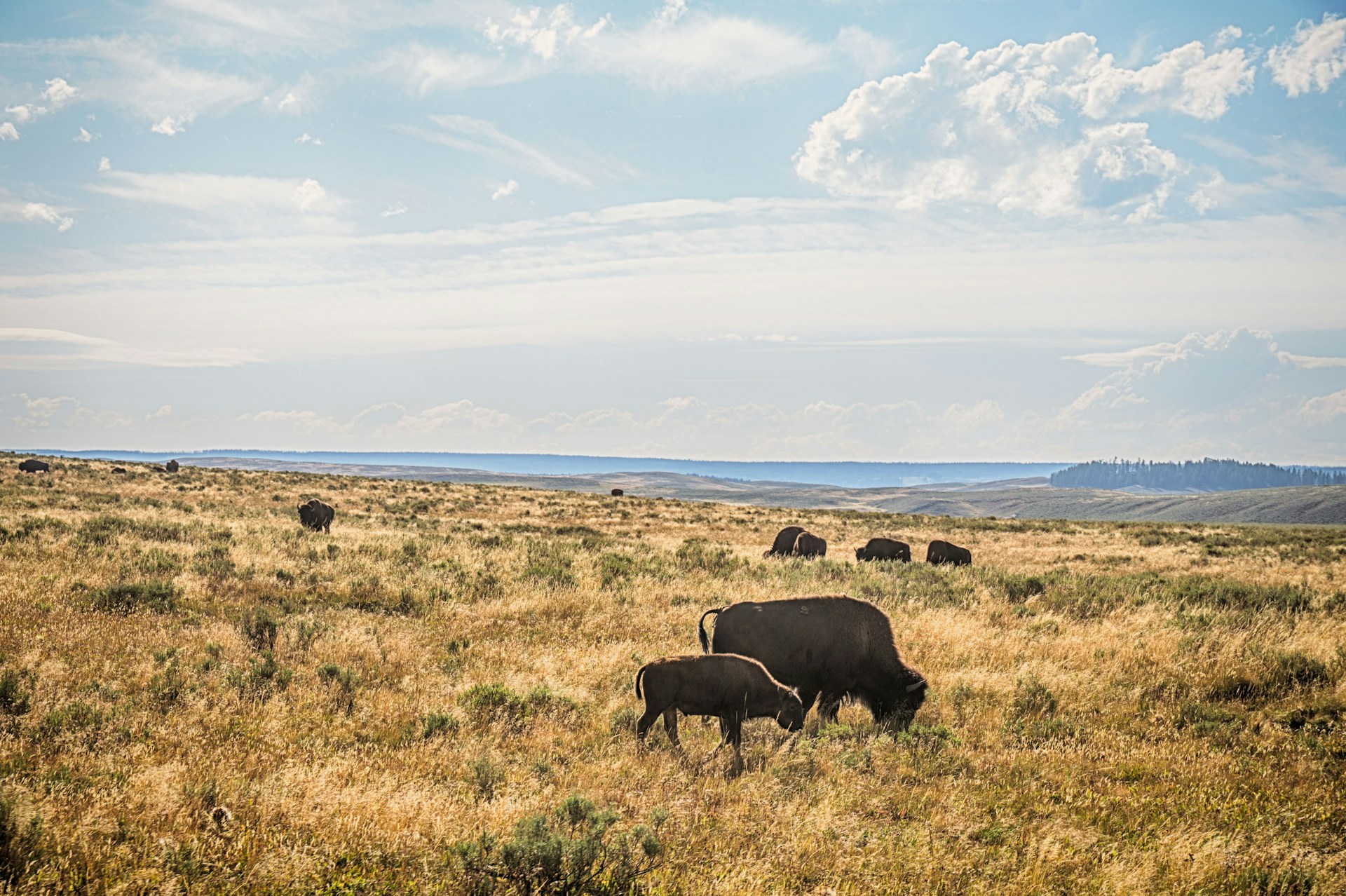 A vast herd of American bison moving across the open prairie under a wide, cloudy sky.