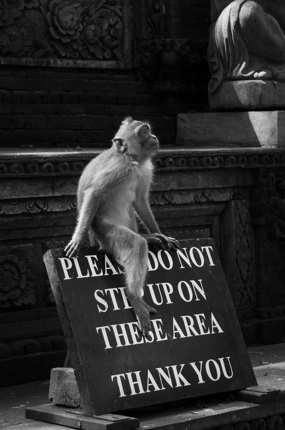 primate on signage