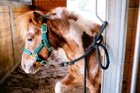 A small brown and white horse with a mane is wearing a teal halter while standing in a wooden stable. A black rope is looped around a metal fixture on the stable gate.