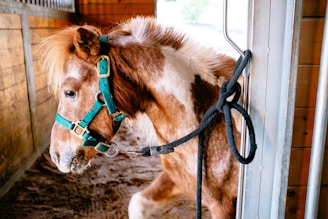 A small brown and white horse with a mane is wearing a teal halter while standing in a wooden stable. A black rope is looped around a metal fixture on the stable gate.