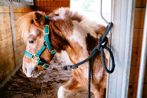 A small brown and white horse with a mane is wearing a teal halter while standing in a wooden stable. A black rope is looped around a metal fixture on the stable gate.