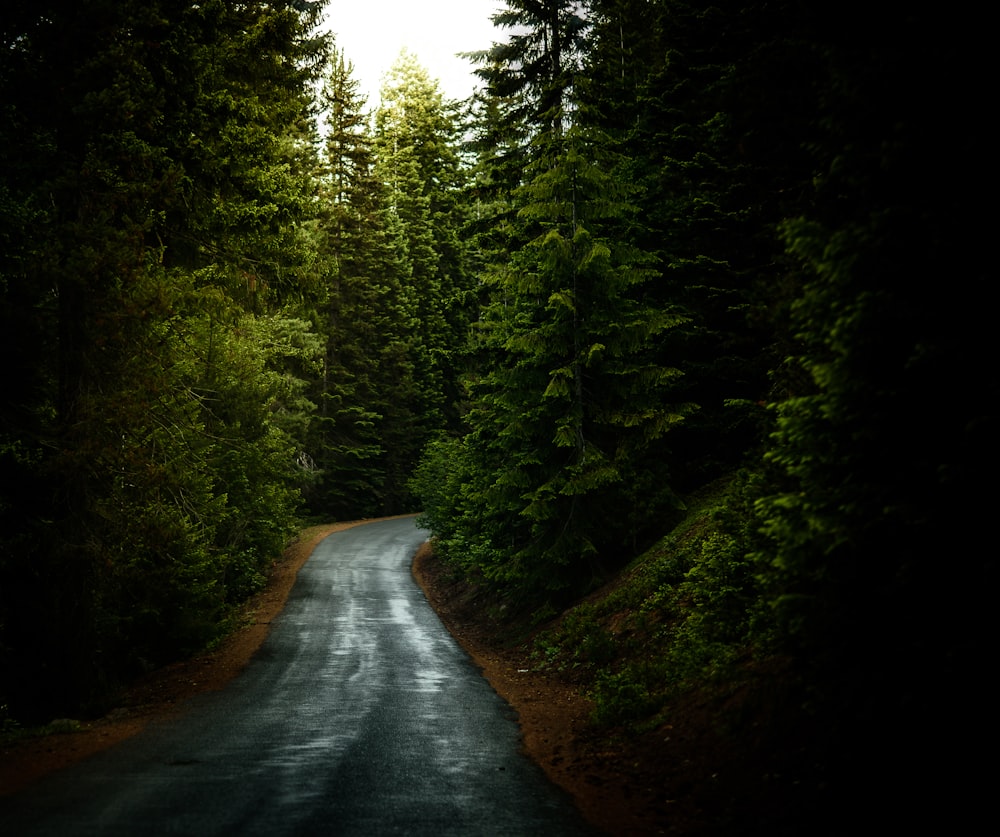 푸른 잎이 무성한 나무로 둘러싸인 아스팔트 도로