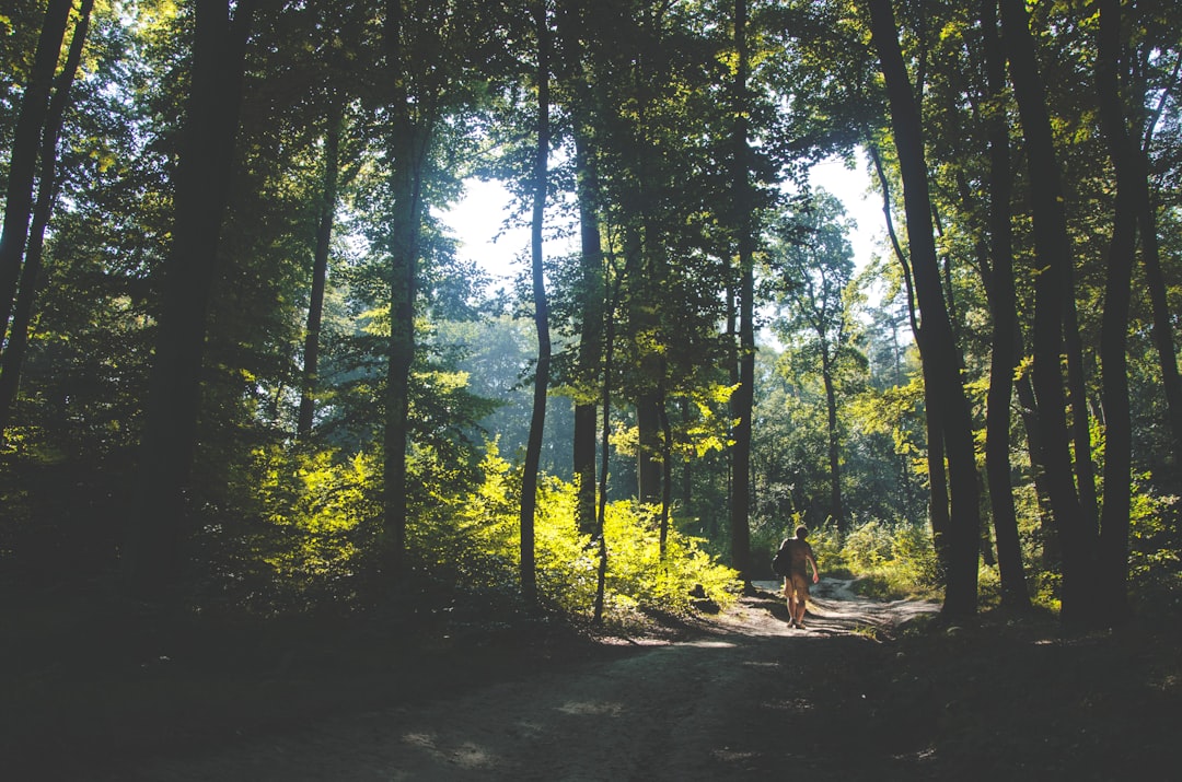 person walking on path surrounded by green leafed trees