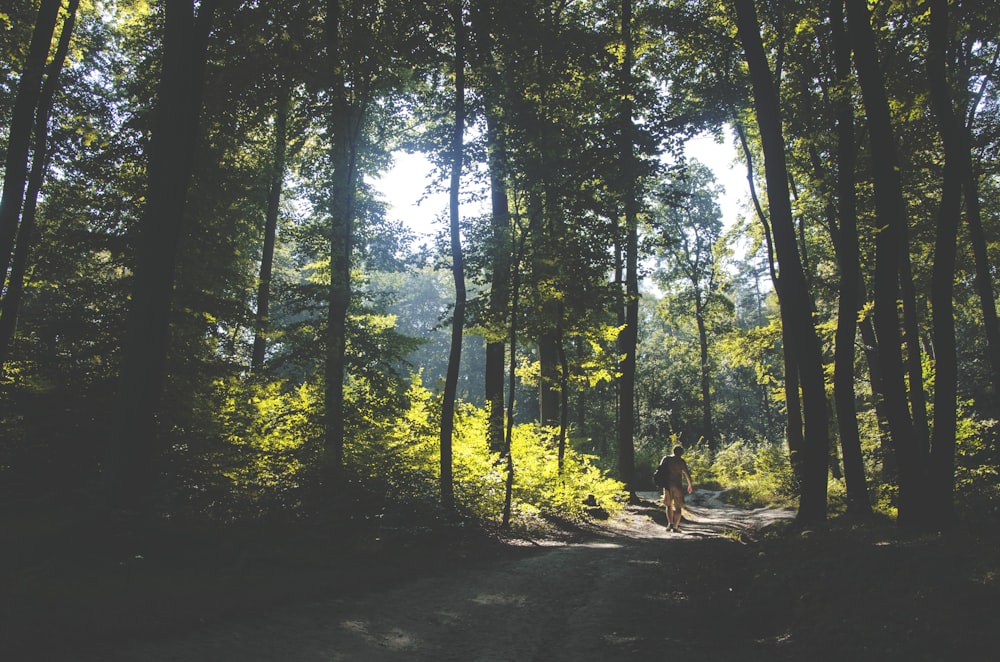 person walking on path surrounded by green leafed trees