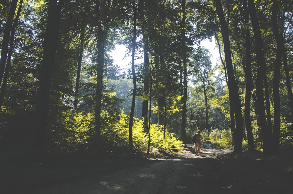persona che cammina su un sentiero circondato da alberi dalle foglie verdi