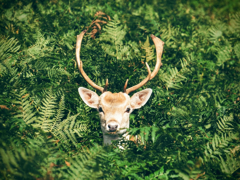 brown and white deer surrounded by green plants