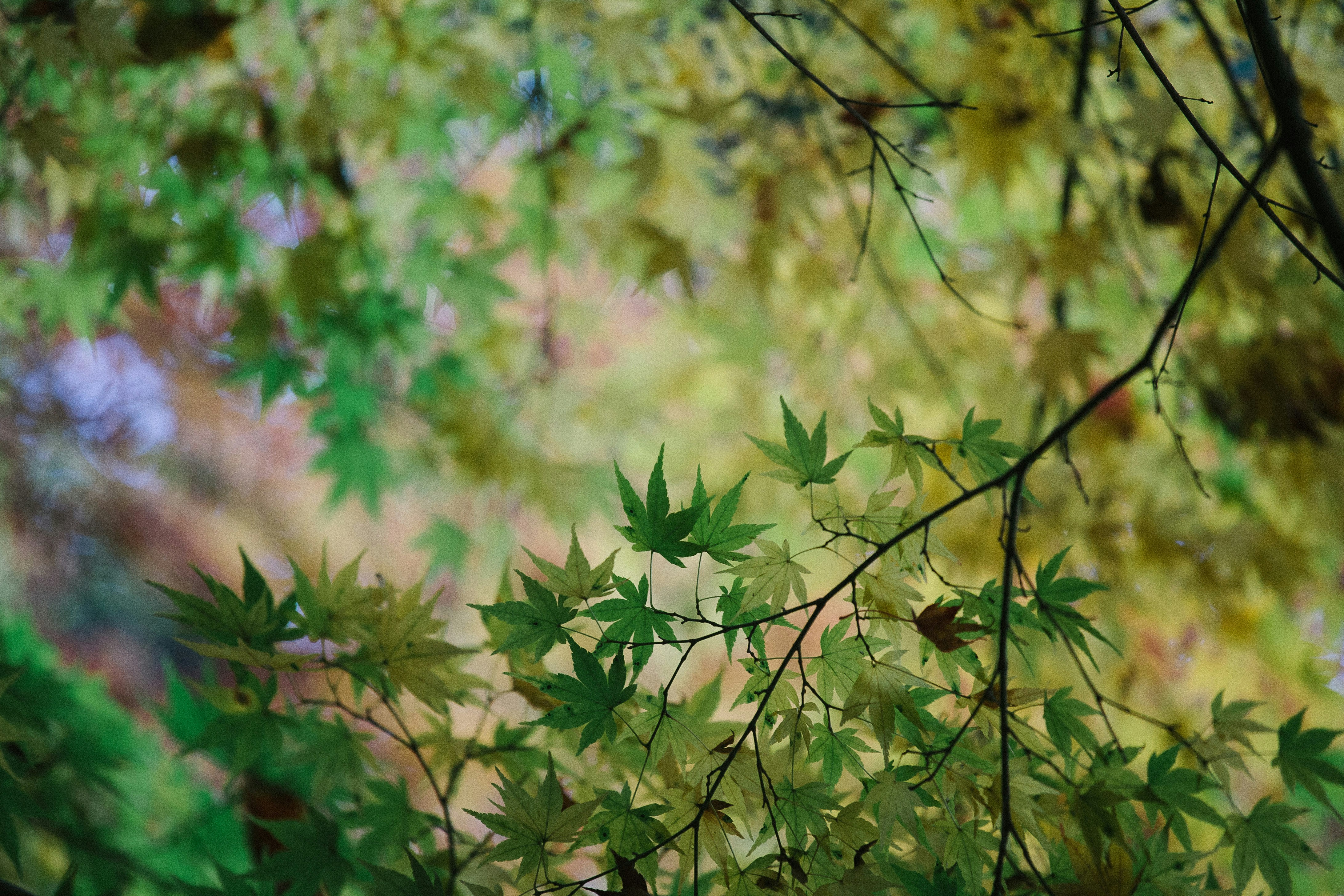 Free Unsplash photo from Francesco Gallarotti