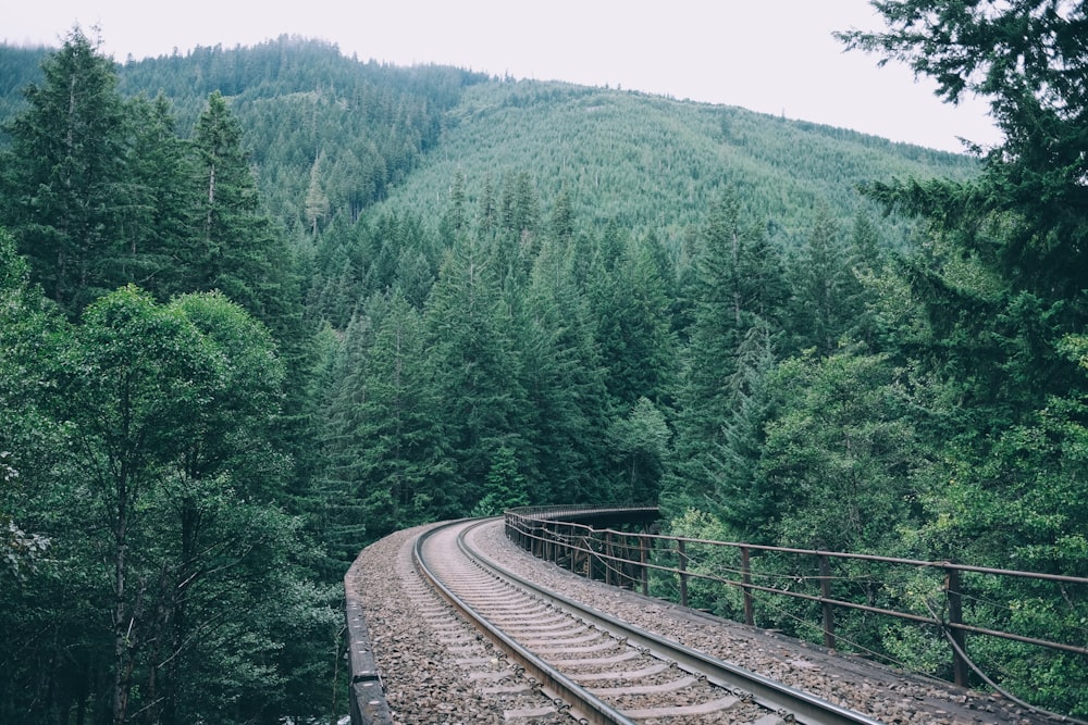 train rail in forest