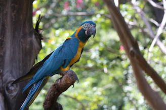 A vibrant macaw perched on a lush green branch with a soft coral pink and sunny yellow tropical sunrise background.