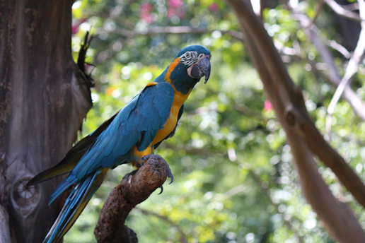 A vibrant macaw perched on a lush green branch with a soft coral pink and sunny yellow tropical sunrise background.
