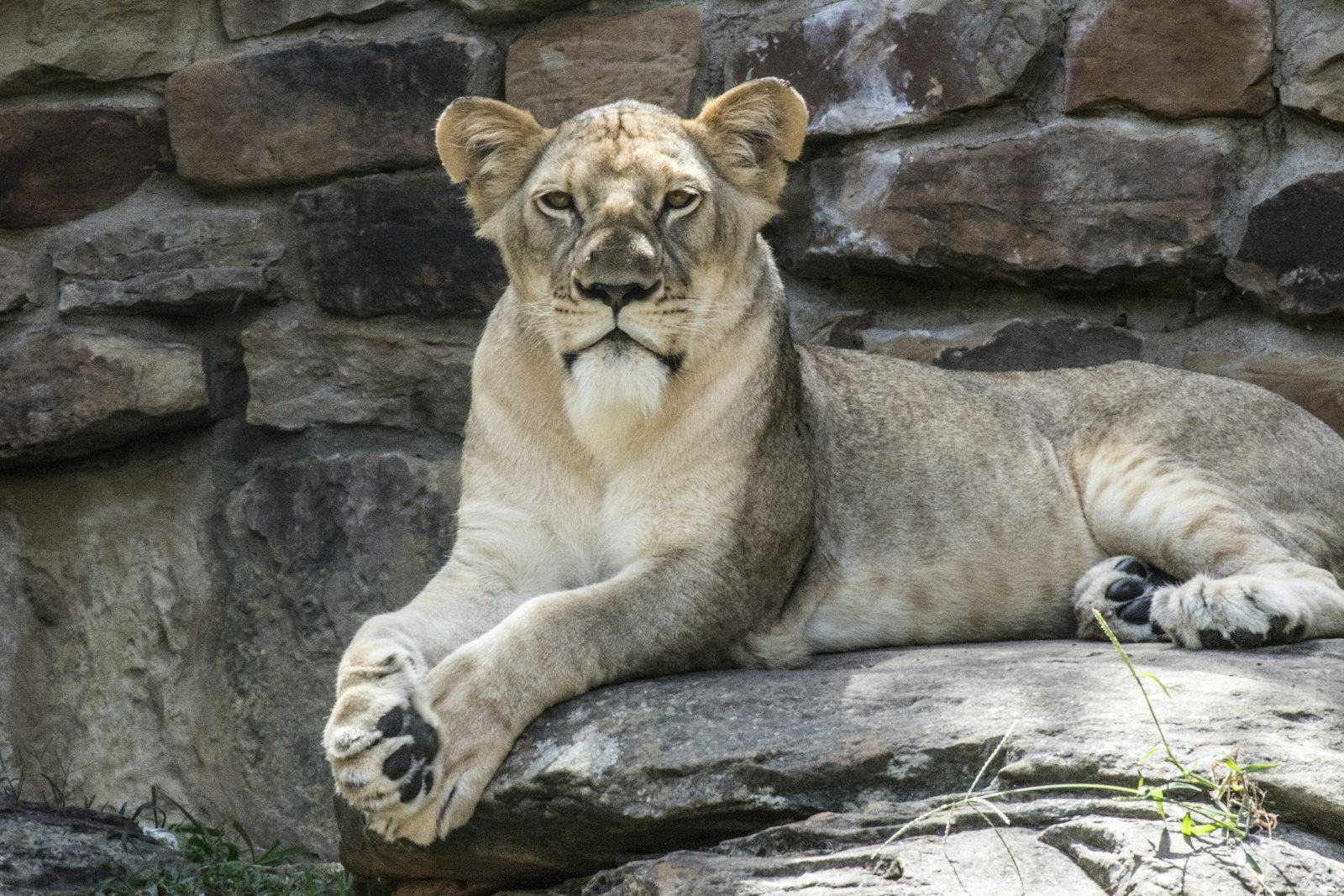 Canon EOS 700D (EOS Rebel T5i / EOS Kiss X7i) + Canon EF-S 55-250mm F4-5.6 IS II sample photo. Lion laying on gray photography
