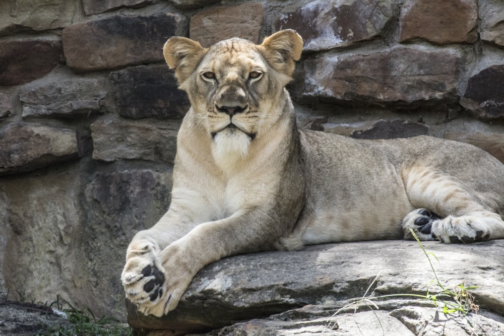 灰色の石の上に横たわるライオン