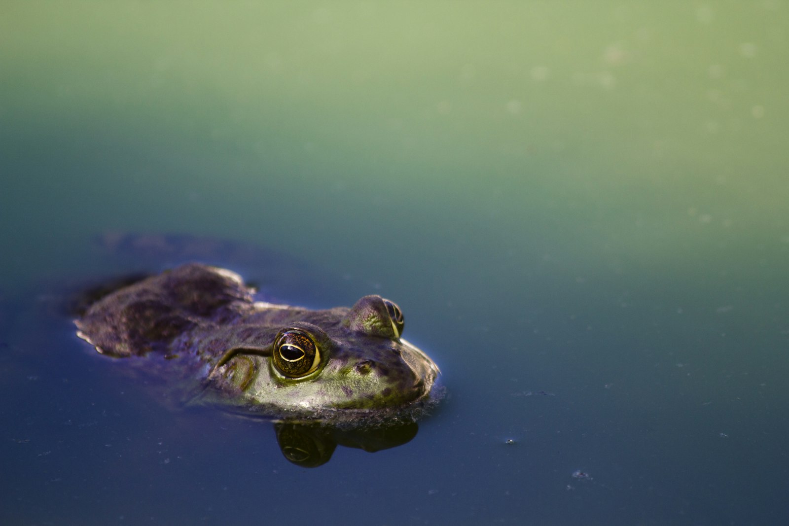 Canon EOS 550D (EOS Rebel T2i / EOS Kiss X4) + Canon EF 70-300mm F4-5.6 IS USM sample photo. Brown frog on river photography