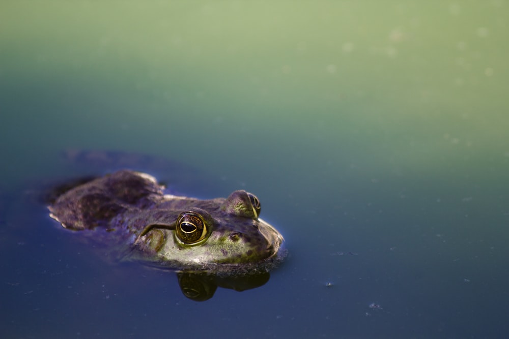 brown frog on river