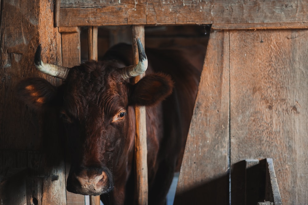 black cow inside barn