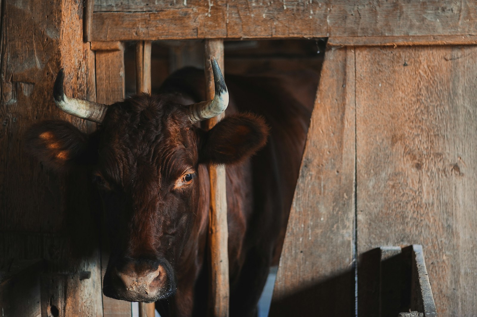 Nikon D700 sample photo. Black cow inside barn photography