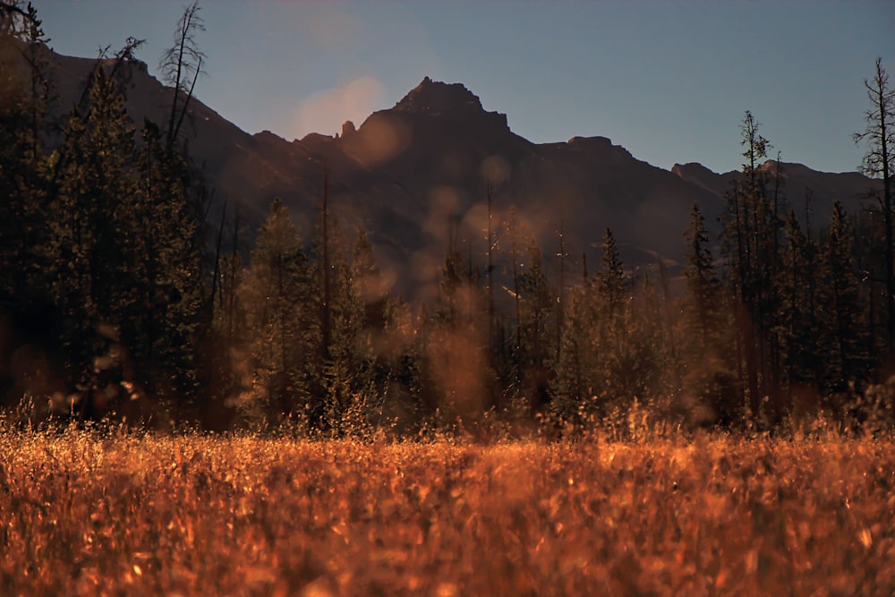 brown grass field near mountain during daytime