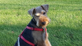 A brown and black dog with a textured coat is sitting on a lush green lawn. The dog is wearing a red harness with reflective strips.