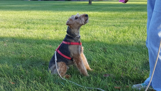 A small dog with a wiry coat and a red harness sits attentively on a lush green lawn, looking up at a person dressed in jeans. The dog is leashed, and the person seems to be holding something colorful, potentially a treat or toy, that captures the dog's interest.