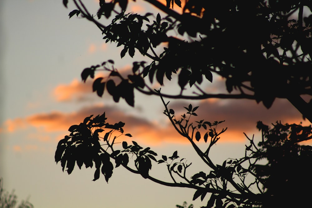 silhouette photography of tree leaves