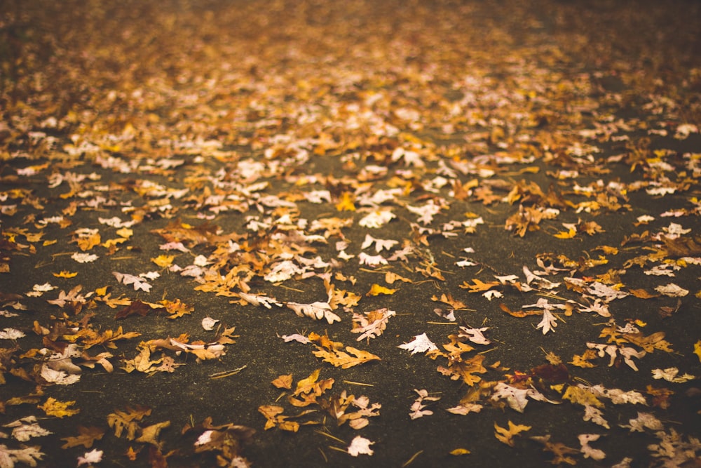feuilles séchées sur le trottoir gris