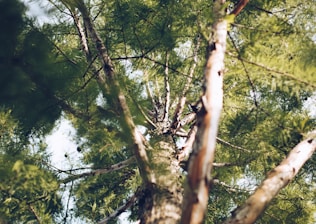 low angle photography of green tree