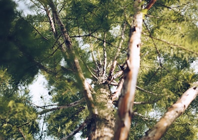 low angle photography of green tree
