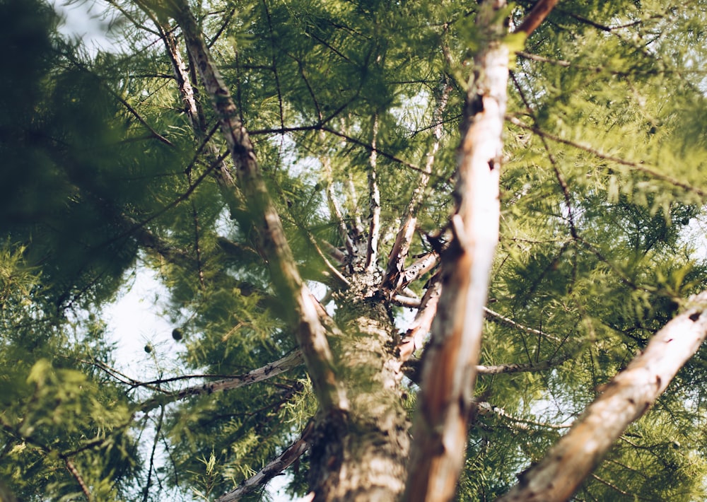 Photographie en contre-plongée d’un arbre vert