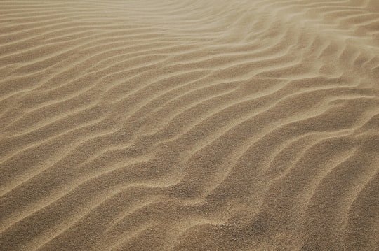 sand dunes during daytime in Province of Ravenna Italy