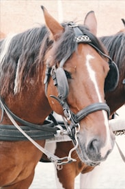A close-up view of a brown horse wearing a harness with black straps and metal chains. The white stripe extends down the center of the horse's face. The horse's ears are upright, and its mane is black with slight hints of white.