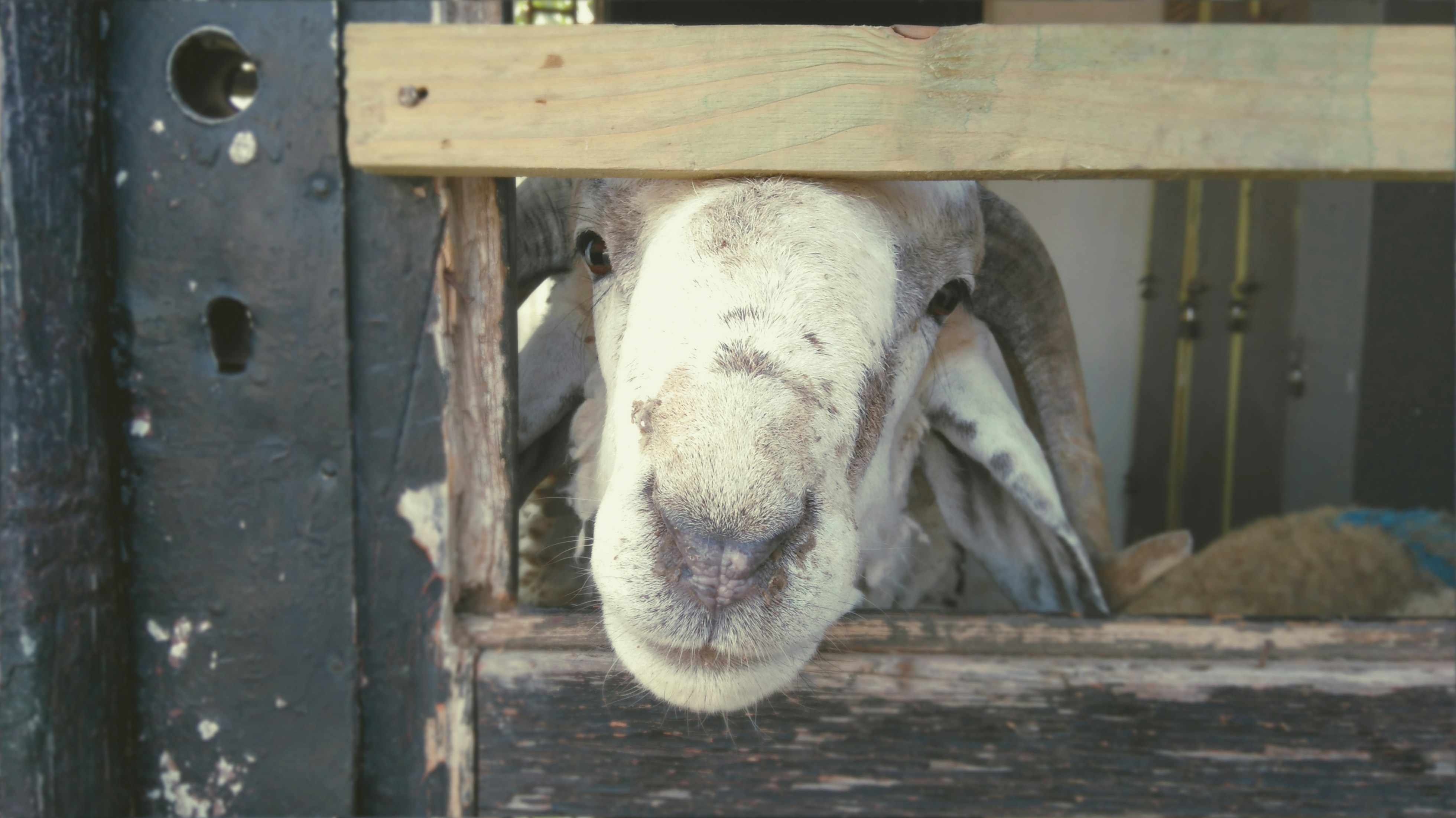 Free Unsplash photo from Abdelhak Sidi Ali Mebarek