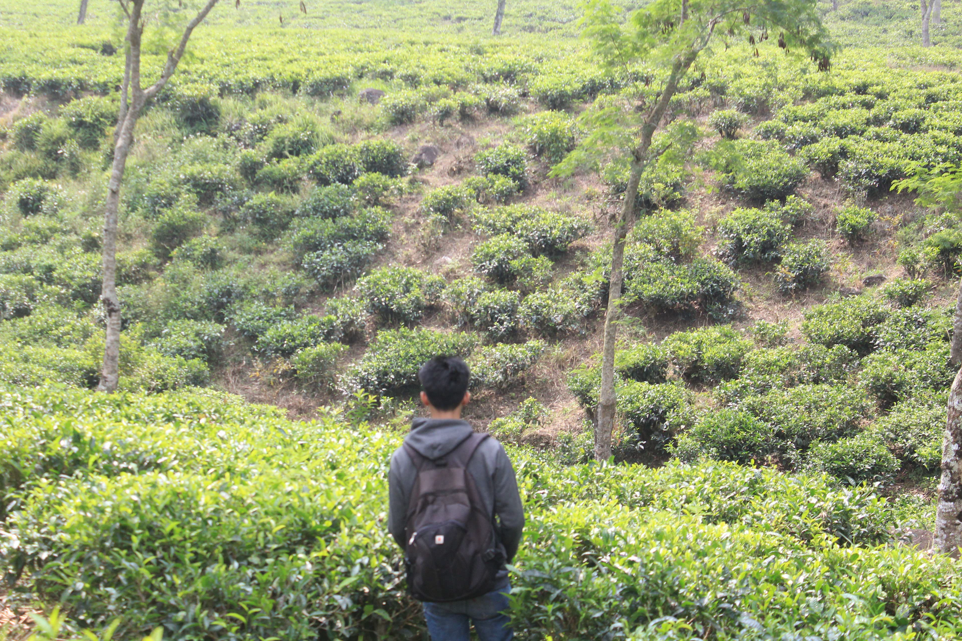black and brown leather padded tub sofa