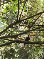 A vibrant toucan perched on a bamboo branch with lush green forest background.