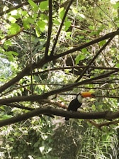 Colorful toucan perched on a branch surrounded by dense green rainforest foliage.