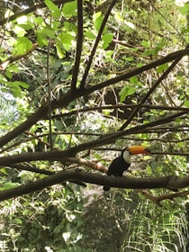 Colorful toucan perched on a branch surrounded by dense green rainforest foliage.