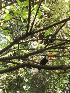 A vibrant toucan perched on a bamboo branch with lush green forest background.