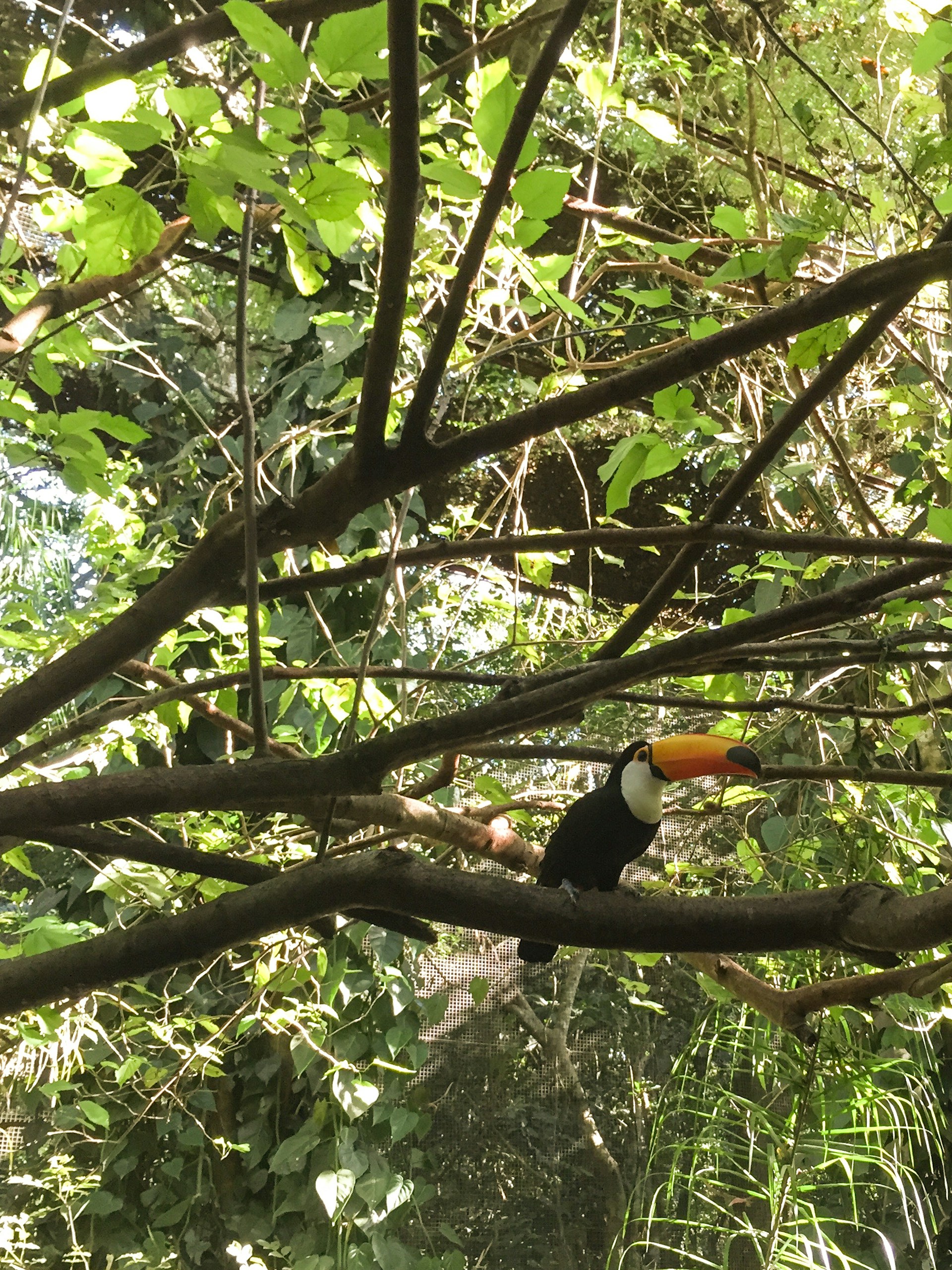 A close-up shot of a vibrant toucan perched on a branch surrounded by dense jungle greenery.