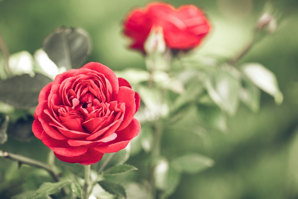 fotografia a fuoco superficiale di fiore rosso