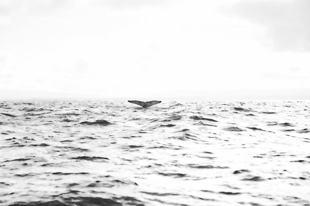 grayscale photo of sea waves