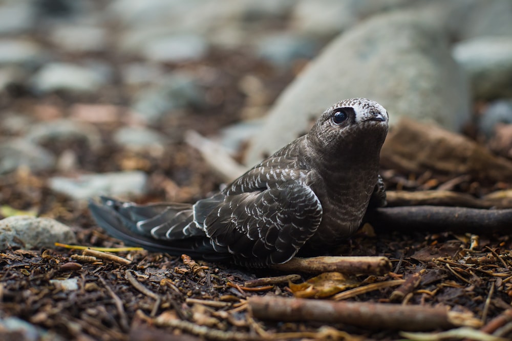 oiseau gris sans bec sur le sol