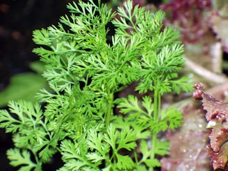 Close-up of vibrant coriander plants growing in a sunlit field.