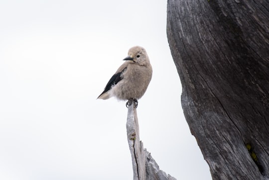 gray bird standing on edge of drift wood in Crater Lake United States