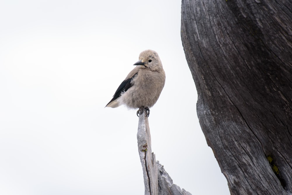 gray bird standing on edge of drift wood