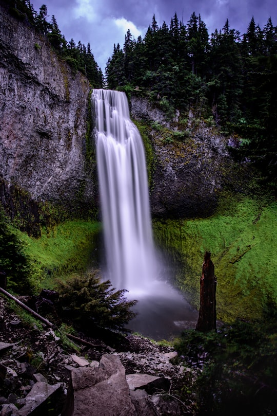 waterfalls in forest in Willamette National Forest United States